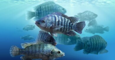 Sanidade animal ganha papel estratégico no avanço da aquicultura brasileira