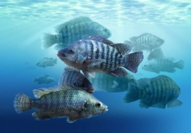 Sanidade animal ganha papel estratégico no avanço da aquicultura brasileira