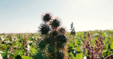 Mamona ganha protagonismo no Brasil com alta demanda industrial e avanço dos biocombustíveis