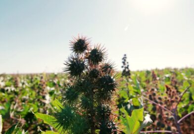 Mamona ganha protagonismo no Brasil com alta demanda industrial e avanço dos biocombustíveis
