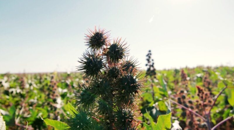 Mamona ganha protagonismo no Brasil com alta demanda industrial e avanço dos biocombustíveis