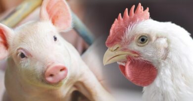 Custos de Produção de Suínos Recordam Queda e Frango de Corte Mantém Estabilidade em Fevereiro; Mercado Cambial e Cenário Financeiro Atual no Brasil