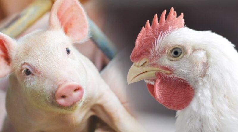 Custos de Produção de Suínos Recordam Queda e Frango de Corte Mantém Estabilidade em Fevereiro; Mercado Cambial e Cenário Financeiro Atual no Brasil