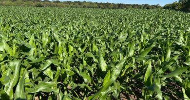 Sipcam Nichino anuncia seis novos agroquímicos para 2026 e reforça estratégia no agronegócio brasileiro