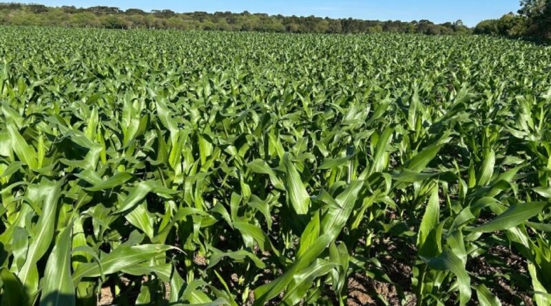 Sipcam Nichino anuncia seis novos agroquímicos para 2026 e reforça estratégia no agronegócio brasileiro