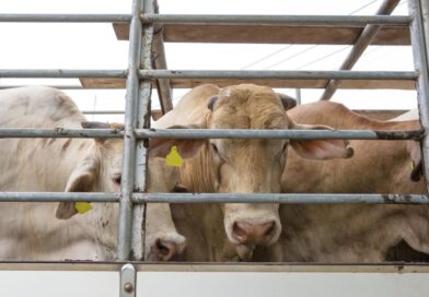 Aprovada remissão de R$ 402,5 milhões em multas sobre transporte de gado