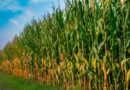 Doenças no milho podem reduzir a produtividade em até 50%; manejo preventivo é decisivo para evitar prejuízos