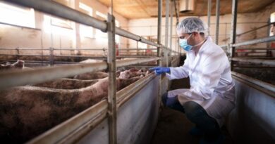 Controle de Salmonella se torna prioridade estratégica na produção animal