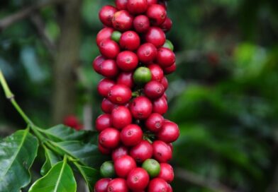 Tensões geopolíticas sustentam preços do café, enquanto expectativa de safra brasileira limita altas
