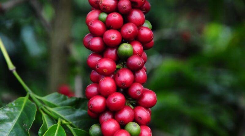 Tensões geopolíticas sustentam preços do café, enquanto expectativa de safra brasileira limita altas