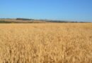 Trigo safrinha no Brasil Central: dicas de plantio, manejo e escolha de cultivares para a safra 2026