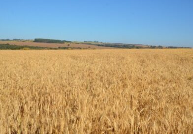 Trigo safrinha no Brasil Central: dicas de plantio, manejo e escolha de cultivares para a safra 2026