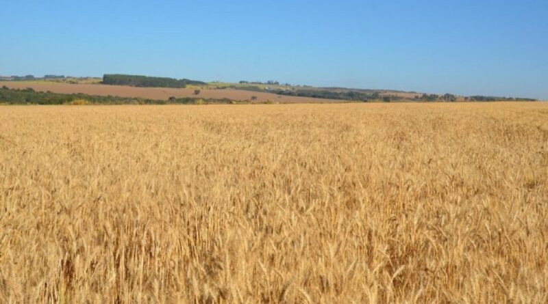 Trigo safrinha no Brasil Central: dicas de plantio, manejo e escolha de cultivares para a safra 2026