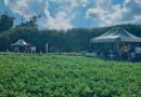 Dia de Campo Feijão Paraná 2026 Apresenta Novidades em Cultivo e Tecnologias para Produtores