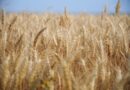 Mercado de trigo no Brasil registra estabilidade nos preços e negociações moderadas