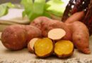 Embrapa lança batata-doce biofortificada com alta produtividade e resistência