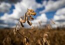 Clima impacta produtividade da soja em Mato Grosso do Sul na safra 2025/26, aponta Conab