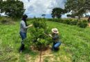 Agrodefesa e UFG firmam parceria para reforçar vigilância fitossanitária em Goiás