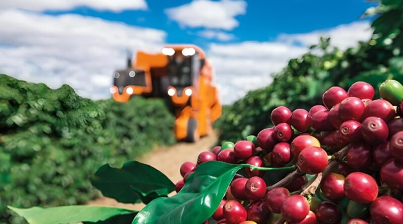 Clima favorável impulsiona safra recorde de café, enquanto queda em Nova York pressiona preços no Brasil