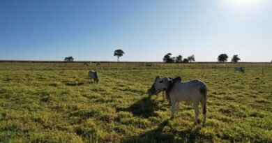 Como pecuaristas podem se preparar para a seca e garantir oferta de alimento ao rebanho