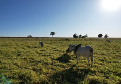 Como pecuaristas podem se preparar para a seca e garantir oferta de alimento ao rebanho