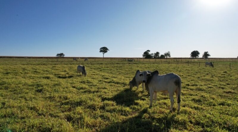 Como pecuaristas podem se preparar para a seca e garantir oferta de alimento ao rebanho