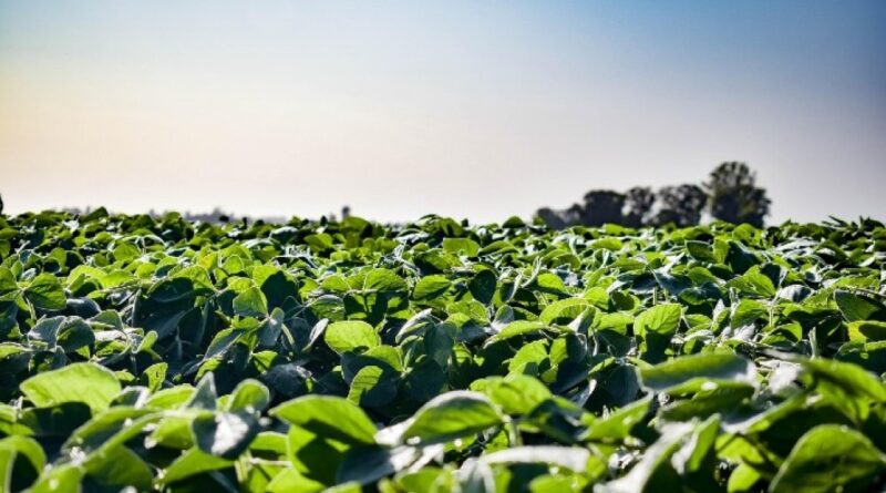 De Sangosse lança no Brasil solução biológica bivalente para controle de nematoides e fungos de solo