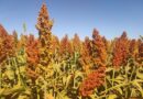 Sorgo ganha espaço no Rio Grande do Sul e pode gerar mais de R$ 2 mil por hectare ao produtor