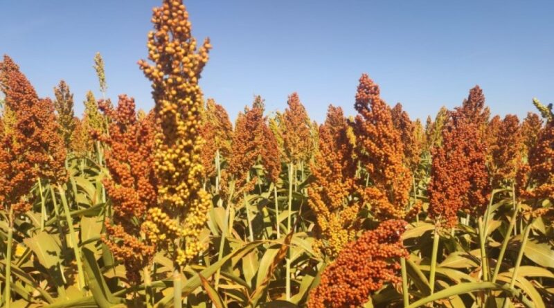 Sorgo ganha espaço no Rio Grande do Sul e pode gerar mais de R$ 2 mil por hectare ao produtor