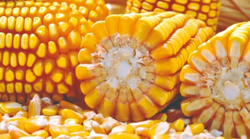 Milho sobe nas bolsas e custos no campo preocupam produtores em meio ao avanço do petróleo