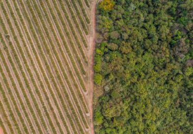 Citrosuco mantém selo Ouro da EcoVadis e avança em estratégia ESG global