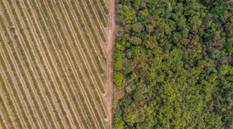 Citrosuco mantém selo Ouro da EcoVadis e avança em estratégia ESG global