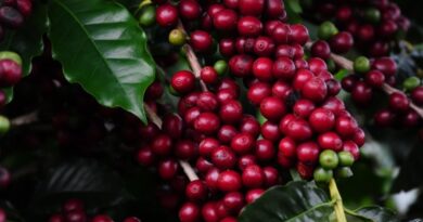 Café recua nas bolsas internacionais e reduz ritmo de negócios no mercado brasileiro