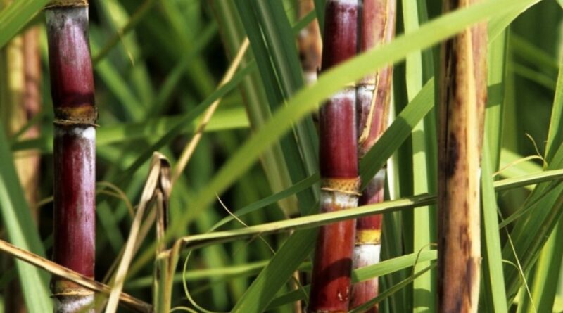 Clima adverso impacta desenvolvimento da cana-de-açúcar em Santa Rosa