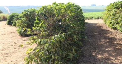 Femagri 2026 destaca tecnologias para controle de pragas e doenças na cafeicultura brasileira