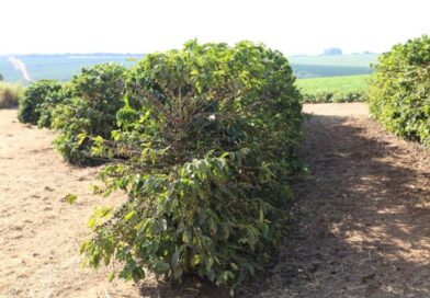 Femagri 2026 destaca tecnologias para controle de pragas e doenças na cafeicultura brasileira