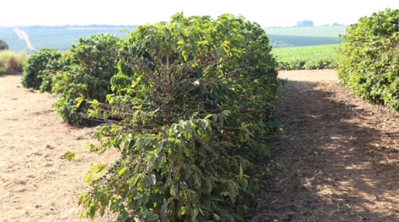 Femagri 2026 destaca tecnologias para controle de pragas e doenças na cafeicultura brasileira