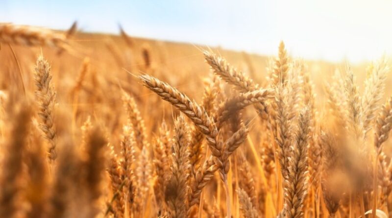 Área de trigo no Brasil pode cair 15,5% na safra 2026/27, aponta Safras & Mercado