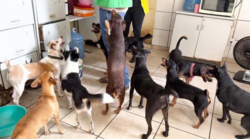 Ong não cumpre determinações e não poderá mais receber animais