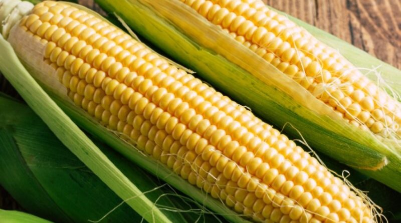 Milho se Valoriza com Alta do Petróleo e Demanda Forte, Reflexo da Geopolítica e do Mercado Interno