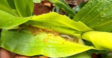 Pragas intensificam pressão no início da safra de milho e reforçam importância do monitoramento nas lavouras