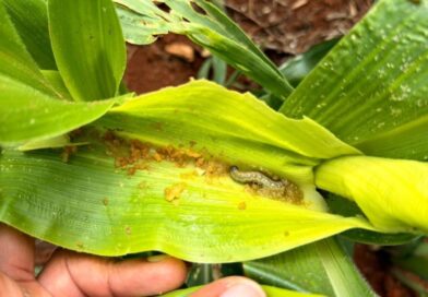 Pragas intensificam pressão no início da safra de milho e reforçam importância do monitoramento nas lavouras
