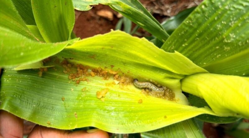 Pragas intensificam pressão no início da safra de milho e reforçam importância do monitoramento nas lavouras