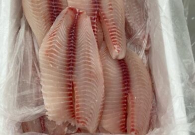 Importações de tilápia superam exportações do Brasil pela primeira vez e acendem alerta no setor