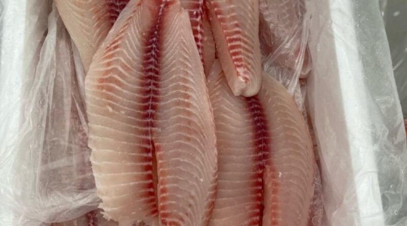 Importações de tilápia superam exportações do Brasil pela primeira vez e acendem alerta no setor