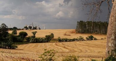 Sul do Brasil alia produtividade e sustentabilidade na safra de verão 2025/26