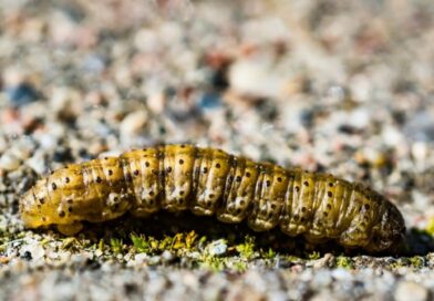 Lagartas desafiam milho safrinha 2025 no Cerrado e alertam para risco de quebra de resistência Bt