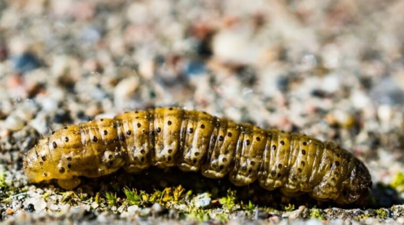 Lagartas desafiam milho safrinha 2025 no Cerrado e alertam para risco de quebra de resistência Bt