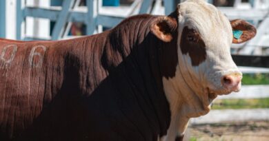 Raças Hereford e Braford avançam no Oeste catarinense e ganham destaque em exposição ranqueada da ABHB