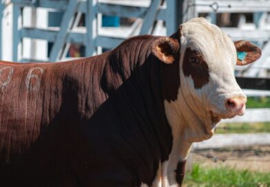 Raças Hereford e Braford avançam no Oeste catarinense e ganham destaque em exposição ranqueada da ABHB
